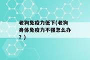 老狗免疫力低下(老狗身体免疫力不强怎么办？)