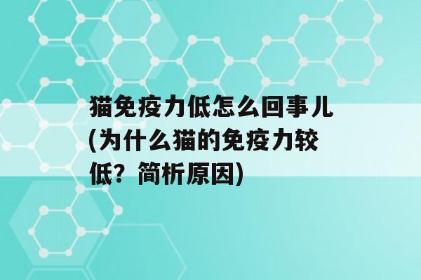 猫力低怎么回事儿(为什么猫的力较低？简析原因)