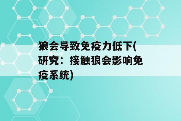 狼会导致力低下(研究：接触狼会影响系统)