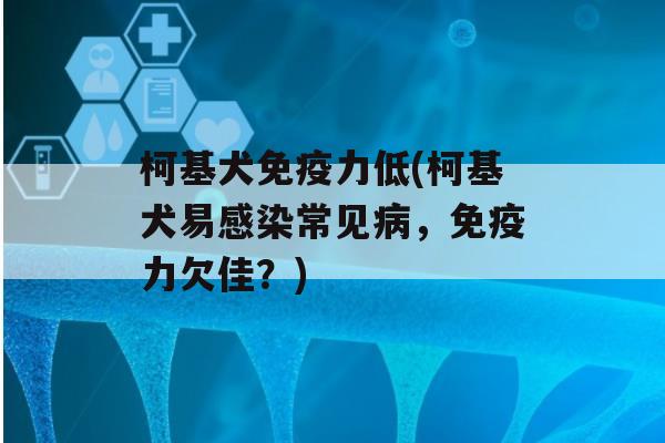 柯基犬力低(柯基犬易常见，力欠佳？)